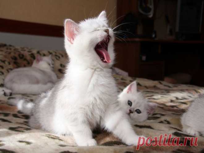Коты без грима!