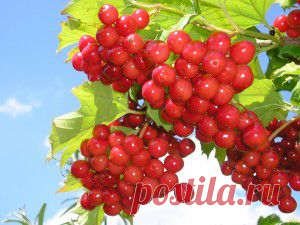 Калина – применение в народной медицине
