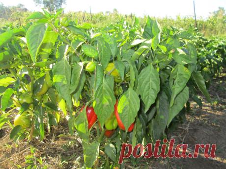 У меня урожай перца всегда отменный. Делюсь простой системой ухода за перцем в июле | Садовый рай 🌱 | Яндекс Дзен