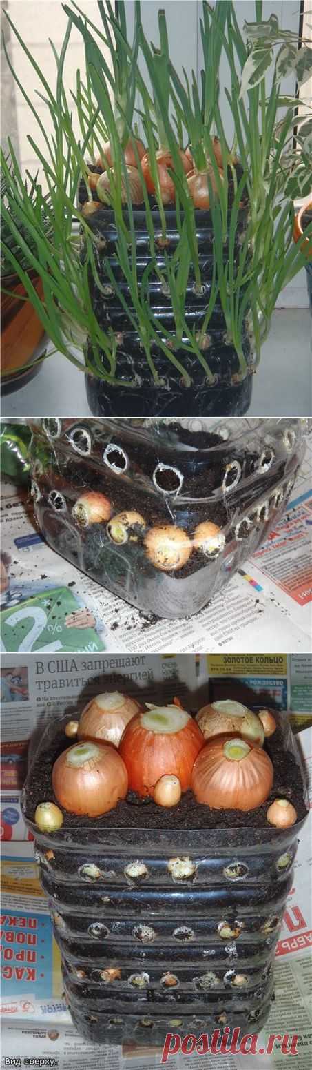 ЛУКОВЫЙ ДОМИК.