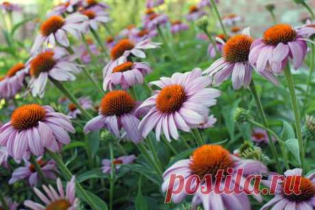 purpleflowers.jpg photo by clpeay