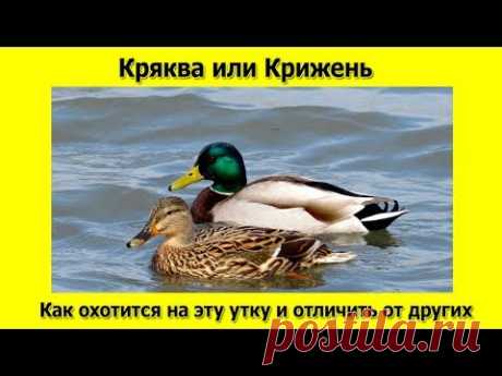 Кряква или же Крижень  Как охотится на эту утку и отличать от других