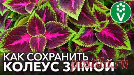 КОЛЕУСЫ - ЯРКИЕ ЦВЕТЫ ДЛЯ ХОРОШЕГО НАСТРОЕНИЯ. Выращивание и уход, черенкование, сохранение зимой | Procvetok | Дзен