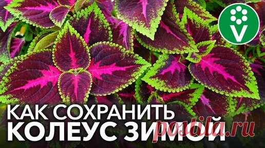 КОЛЕУСЫ - ЯРКИЕ ЦВЕТЫ ДЛЯ ХОРОШЕГО НАСТРОЕНИЯ. Выращивание и уход, черенкование, сохранение зимой | Procvetok | Дзен