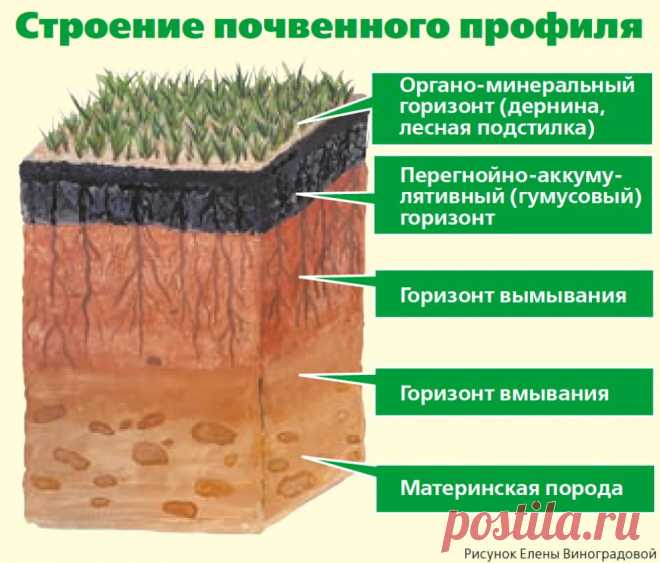 Секреты плодородия. Как повысить количество гумуса? | Огород | Дача | Аргументы и Факты