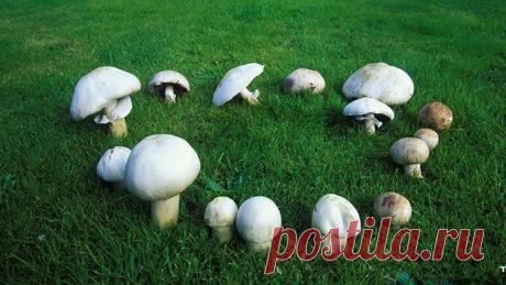 Гриб шампиньон обычный.Луговой и печёный.Виртсбор 22.03.22. | Грибы ОГО! | Яндекс Дзен