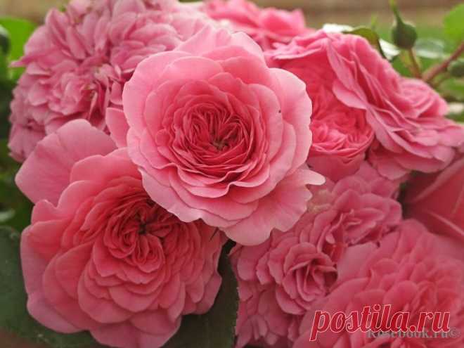 Les Quatre Saisons (MEIfafio, Pink Swany) :: Энциклопедия роз