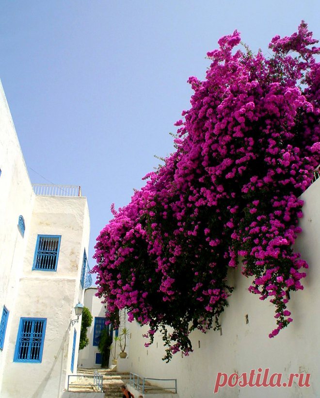 Сиди-Бу-Саид(Sidi Bou Said),Тунис.