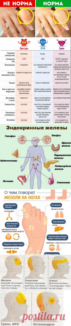 ЗДОРОВЬЕ энциклопедия диагностика. | Тая😍😻ღ•°˜”*°•.♥.•  Туман✔  | Фотографии и советы на Постиле