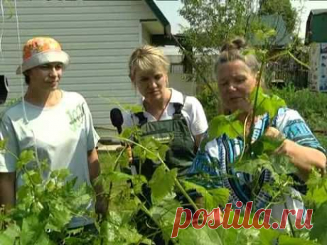 ▶ Рубрика &quot;ЗаДачник&quot;: как правильно подвязывать виноград, чтобы был хороший урожай - YouTube