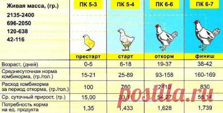 Откорм бройлера