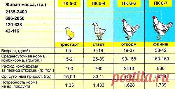 Откорм бройлера