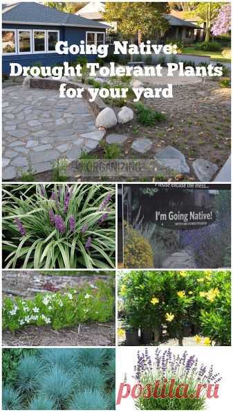 Native, Drought Tolerant Plants for Your Yard :: Hometalk