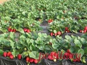 Секретный бальзам для крупной клубники