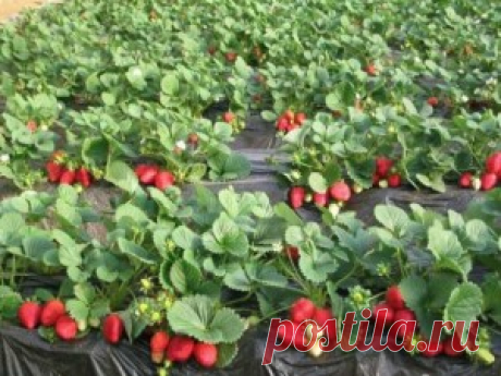 Волшебный напиток для клубники