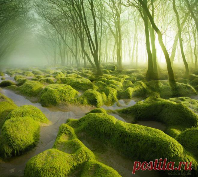 15 таинственных лесов, в которых так и хочется затеряться / Surfingbird - проводи время с пользой для себя!