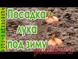 Посев семян лука, чеснока, зелени и корнеплодов под зиму | Дача - впрок