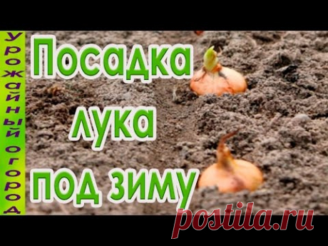 Посев семян лука, чеснока, зелени и корнеплодов под зиму
