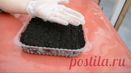 Как посеять петунию. Обзор выращивания от сеянцев до взрослого растения.