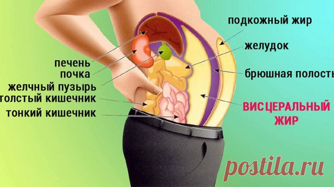 Как избавиться от так называемого висцерального жира на животе у женщины в 60 лет – четыре способа для бытового применения | Мы прекрасны и после 50 лет | Яндекс Дзен