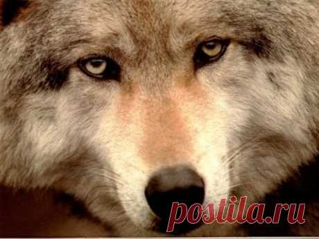 Человечность зверя / До слез трогательный ролик / ВОЛК [ Wolf Life ]