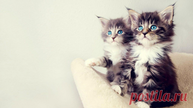 100 самых важных котофотографий всех времен | Позитив в картинках и не только