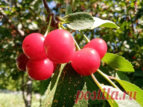 Рядом с чем нельзя сажать вишню: список растений-агрессоров. Грецкий орех и черный орех считаются наиболее агрессивными соседями из-за выделения юглона.
