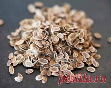 Лечение укропной водой: помощь кишечнику.