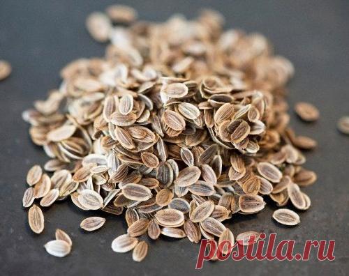 Лечение укропной водой: помощь кишечнику.