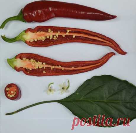 Перец сладкий «Джигит», спелые плоды