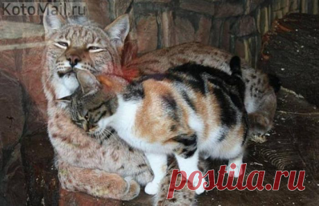 Лучшие подруги