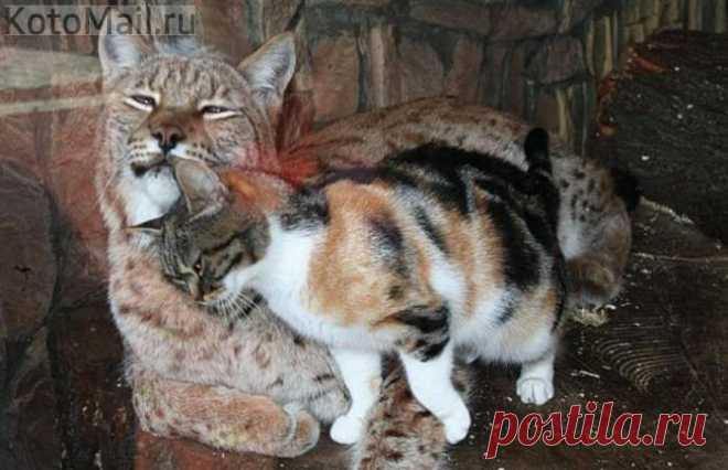 Лучшие подруги