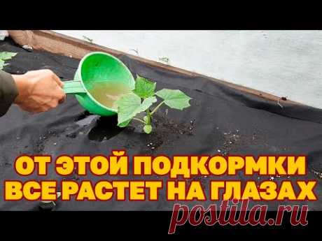 ЛУЧШЕЕ УДОБРЕНИЕ ДЛЯ БУЙНОГО РОСТА ОГУРЦОВ ЦВЕТОВ ЧЕСНОКА ЛУКА КАПУСТЫ@Обо всем с Марусей Чем подкормить растения для роста , увеличения зеленой массы и буйного цвета.Страница ВК https://vk.com/marusyarusskaya2022Группа в контакте ОБО ВСЕМ С МАРУС...