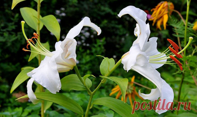 Лилия – виды, гибриды, посадка, выращивание и уход Лилия – королевский изысканный цветок с многообразием окрасок и форм. Сегодня лилии представлены в виде множества гибридов и сортов.