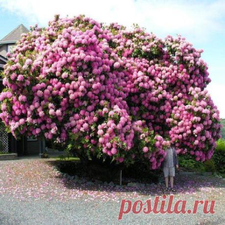 Красотища!!!!!!!!!!
Кто любит и ценит красоту!!!