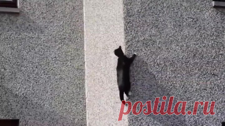 Коты-скалолазы!