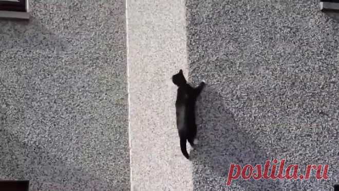 Коты-скалолазы!
