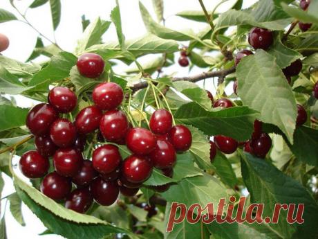 ЧЕРЕШНЯ: ВАЖНЫЕ ВЫВОДЫ ДЛЯ УСПЕШНОГО ВЫРАЩИВАНИЯ