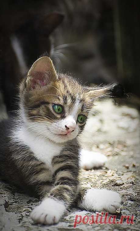 cute stray kitten | Flickr - Photo Sharing!