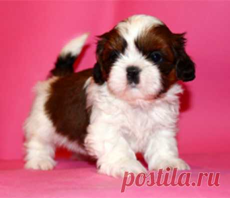 Помет П - HASHANAH HOT N SPICY + ПАТИ