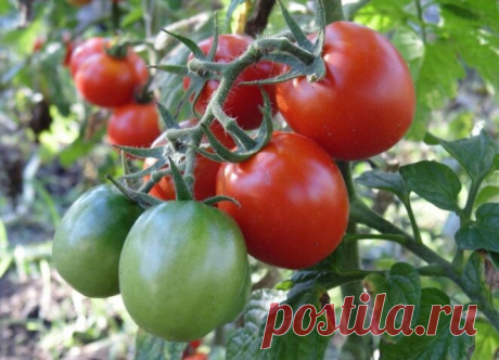 Вершинную гниль томата можно предупредить в июне: 3 дела, агрономы советуют. Что сделать для томатов - и как мы сами устраиваем им "вершинку