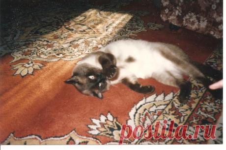 Послеобеденная сиеста Томасина