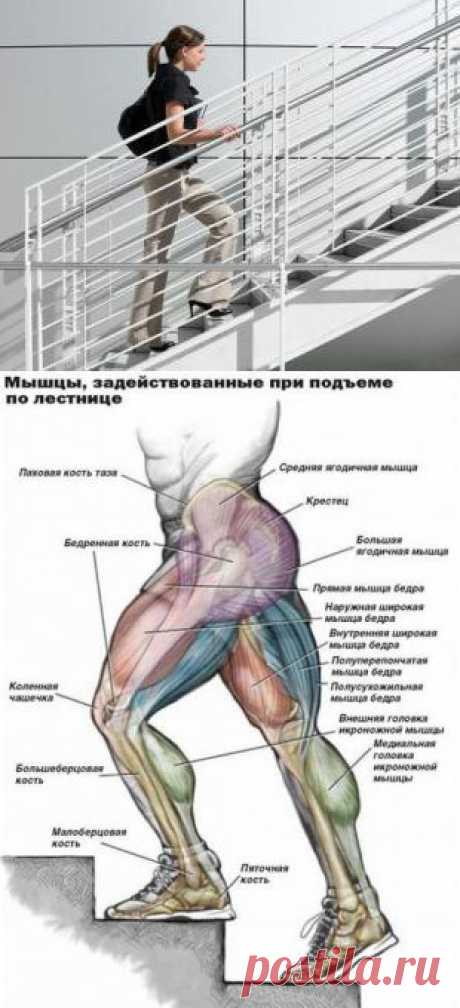 Лестница- тренажер доступный каждому | Диеты со всего света