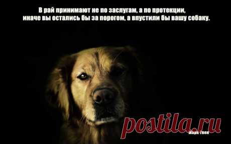 Высказывания о собаках в картинках