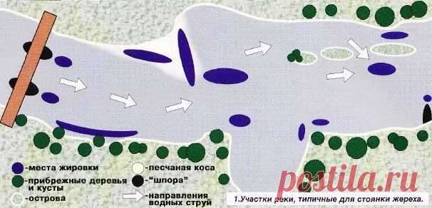 Ловля жереха на перекате » infofishing.ru
