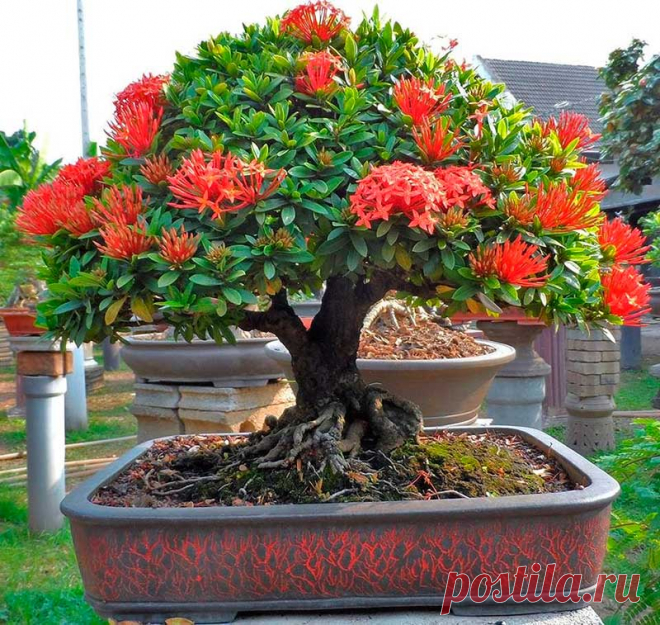 Комнатное растение Иксора (Ixora). Род назван по имени малабарского божества, которому в старину местные жители посвящали эти растения. Чаще всего выращивают иксору ярко-красную (I.coccinea). Из других видов в культуре с 1846 г. встречается иксора яванская (I.javanica) - кустарник с буроватыми или красноватыми побегами. Высота растения может достигать 60 см. Иксору можно обрезать, только делать это надо осторожно, чтобы не осыпались цветки и бутоны. Цветет летом в течение 2 месяцев.