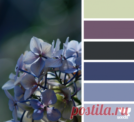 design seeds | for all who ♥ color