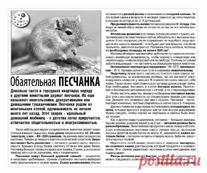 Обаятельная песчанка