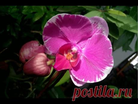 Нужно ли обрезать цветонос фаленопсиса после цветения?