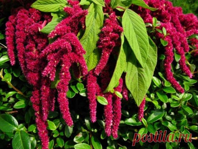 Амарант - надежный защитник от рака... | Тот, кто бывал в США, наверняка обратил внимание, что там на пачках печенья часто стоит надпись: «Содержит амарантовую муку». Зачем нужна эта странная примесь? Затем, что тот, кто регулярно ест такое печенье, никогда не заболеет раком. Это растение появилось у меня 30 лет назад, в самом начале моей дачной «карьеры». Прислали мне его по обмену, в …